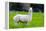 Alpaca-Lakeview Images-Framed Premier Image Canvas