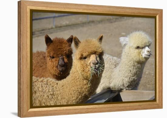 Alpaca-meunierd-Framed Premier Image Canvas