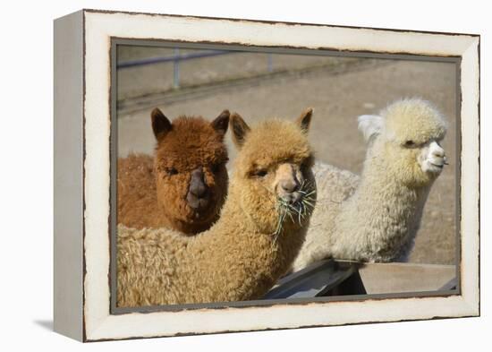 Alpaca-meunierd-Framed Premier Image Canvas