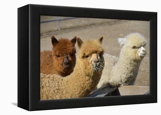 Alpaca-meunierd-Framed Premier Image Canvas