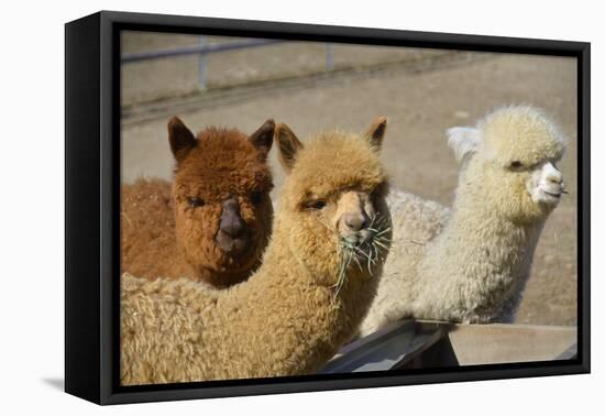 Alpaca-meunierd-Framed Premier Image Canvas