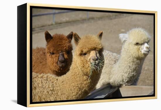 Alpaca-meunierd-Framed Premier Image Canvas