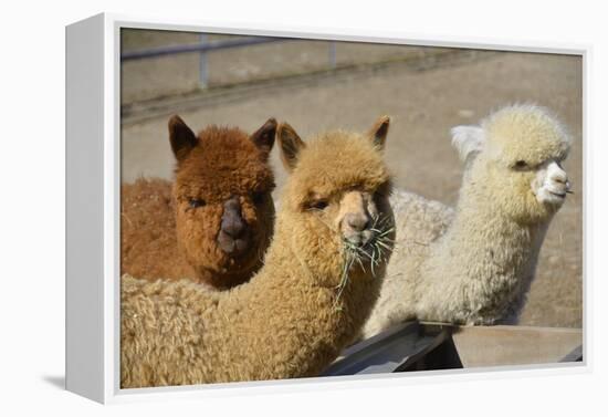 Alpaca-meunierd-Framed Premier Image Canvas