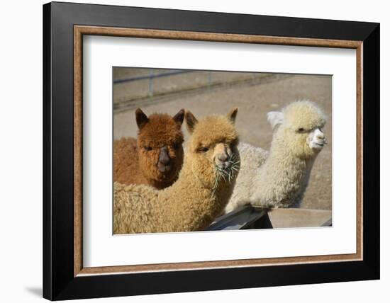 Alpaca-meunierd-Framed Premium Photographic Print