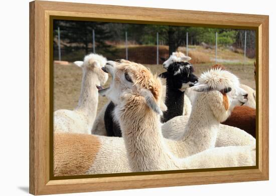 Alpaca-meunierd-Framed Premier Image Canvas