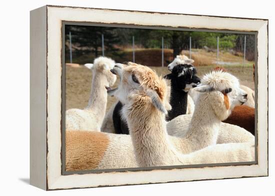 Alpaca-meunierd-Framed Premier Image Canvas