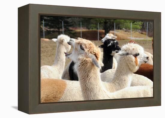 Alpaca-meunierd-Framed Premier Image Canvas