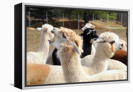 Alpaca-meunierd-Framed Premier Image Canvas