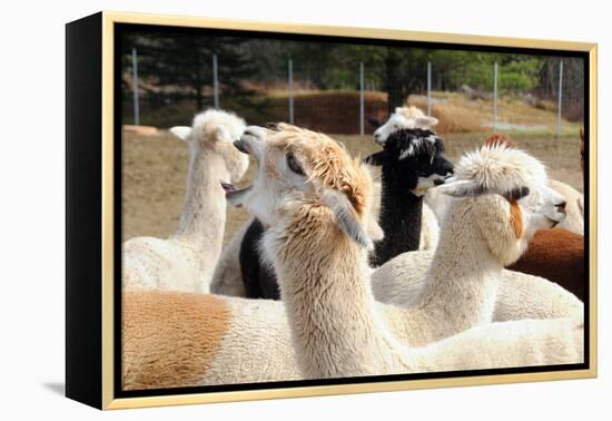 Alpaca-meunierd-Framed Premier Image Canvas