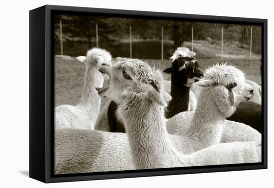 Alpaca-meunierd-Framed Premier Image Canvas