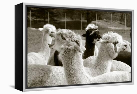 Alpaca-meunierd-Framed Premier Image Canvas