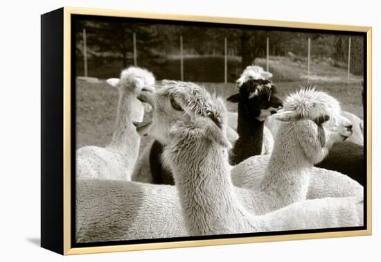 Alpaca-meunierd-Framed Premier Image Canvas