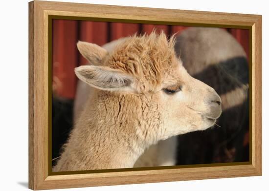 Alpaca-meunierd-Framed Premier Image Canvas