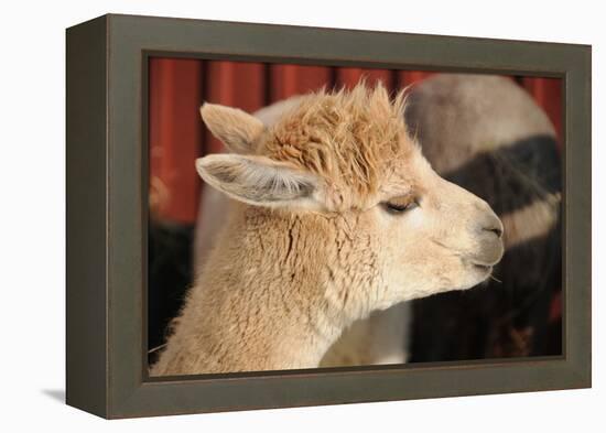 Alpaca-meunierd-Framed Premier Image Canvas