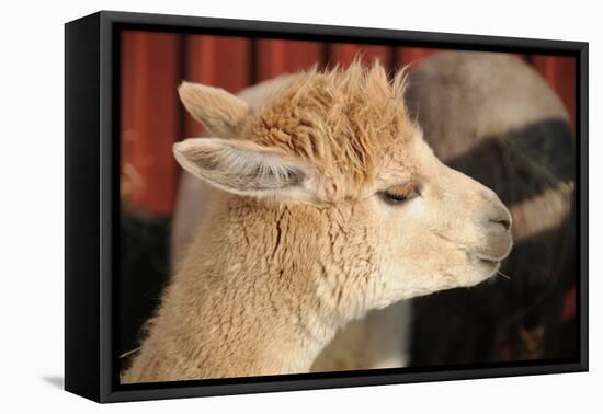 Alpaca-meunierd-Framed Premier Image Canvas