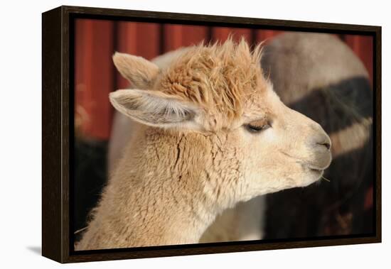 Alpaca-meunierd-Framed Premier Image Canvas