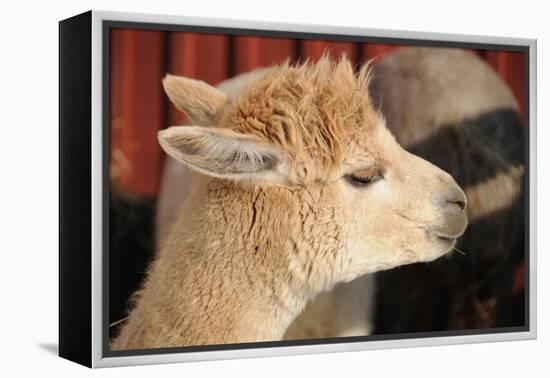 Alpaca-meunierd-Framed Premier Image Canvas