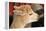 Alpaca-meunierd-Framed Premier Image Canvas