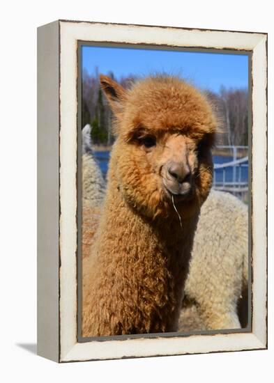 Alpaca-meunierd-Framed Premier Image Canvas