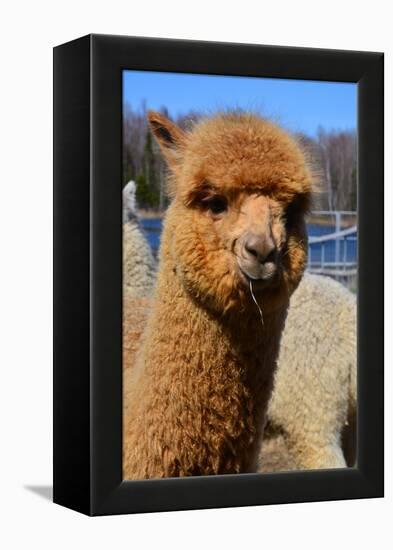 Alpaca-meunierd-Framed Premier Image Canvas