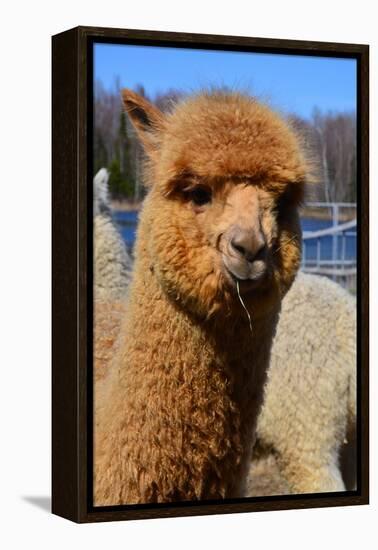 Alpaca-meunierd-Framed Premier Image Canvas