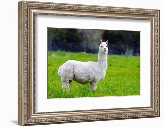 Alpaca-Lakeview Images-Framed Photographic Print