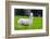 Alpaca-Lakeview Images-Framed Photographic Print