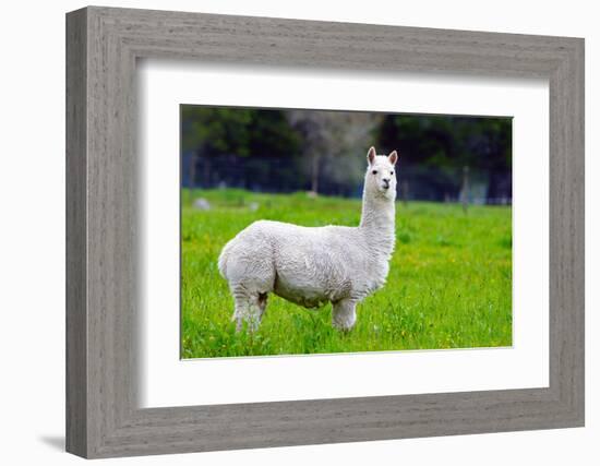 Alpaca-Lakeview Images-Framed Photographic Print