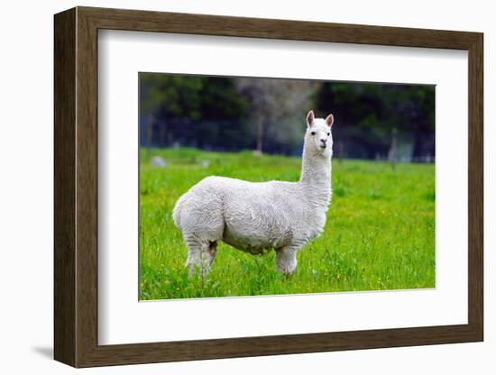 Alpaca-Lakeview Images-Framed Photographic Print