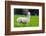 Alpaca-Lakeview Images-Framed Photographic Print