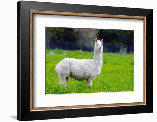 Alpaca-Lakeview Images-Framed Photographic Print