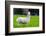 Alpaca-Lakeview Images-Framed Photographic Print