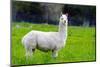 Alpaca-Lakeview Images-Mounted Photographic Print