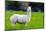 Alpaca-Lakeview Images-Mounted Photographic Print