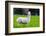 Alpaca-Lakeview Images-Framed Photographic Print