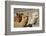 Alpaca-meunierd-Framed Photographic Print