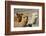 Alpaca-meunierd-Framed Photographic Print