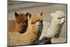 Alpaca-meunierd-Mounted Photographic Print