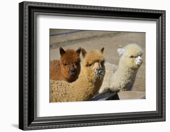 Alpaca-meunierd-Framed Photographic Print