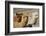 Alpaca-meunierd-Framed Photographic Print