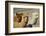 Alpaca-meunierd-Framed Photographic Print