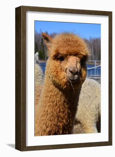 Alpaca-meunierd-Framed Photographic Print