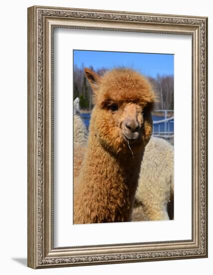 Alpaca-meunierd-Framed Photographic Print