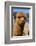 Alpaca-meunierd-Framed Photographic Print