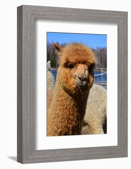 Alpaca-meunierd-Framed Photographic Print