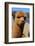 Alpaca-meunierd-Framed Photographic Print