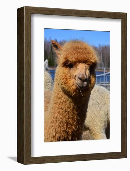 Alpaca-meunierd-Framed Photographic Print