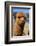 Alpaca-meunierd-Framed Photographic Print