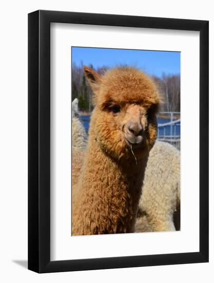 Alpaca-meunierd-Framed Photographic Print