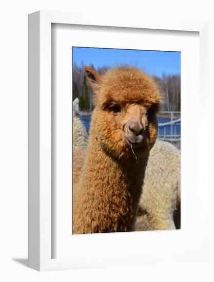 Alpaca-meunierd-Framed Photographic Print